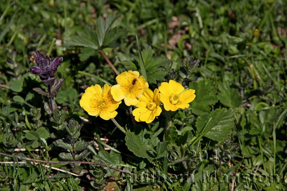 Geum montanum