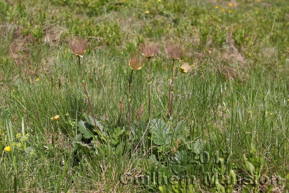 Geum montanum