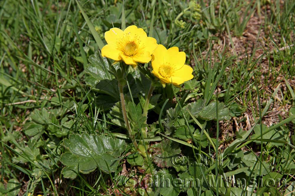 Geum montanum