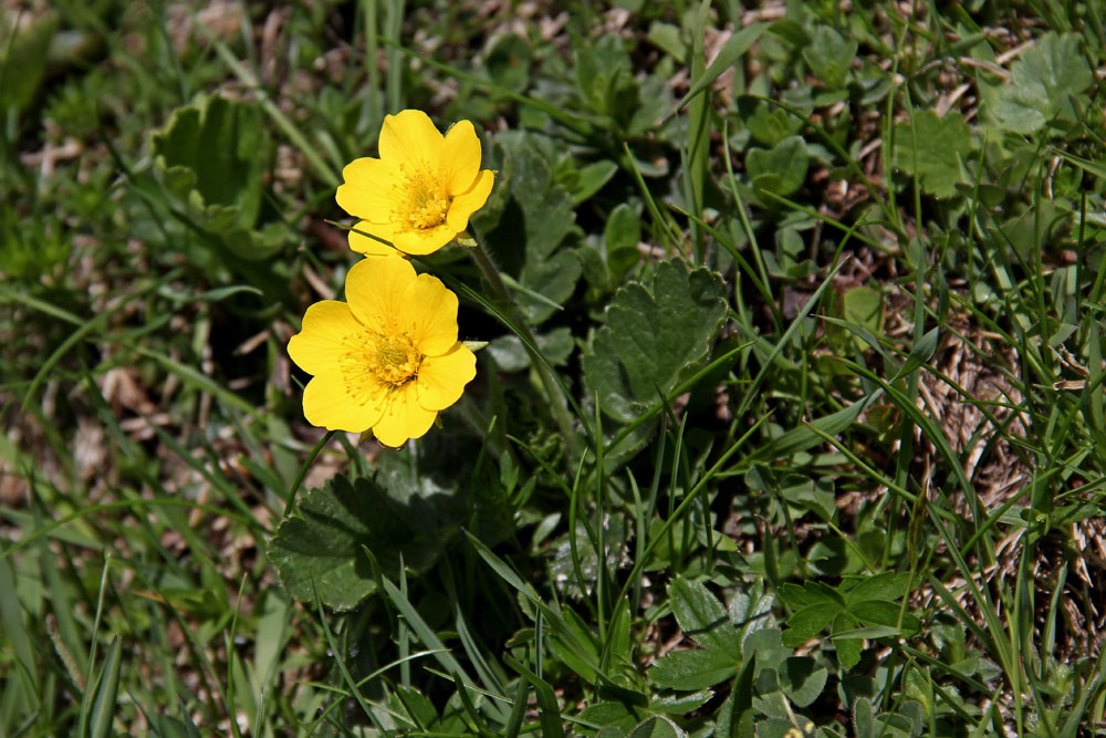 Geum montanum