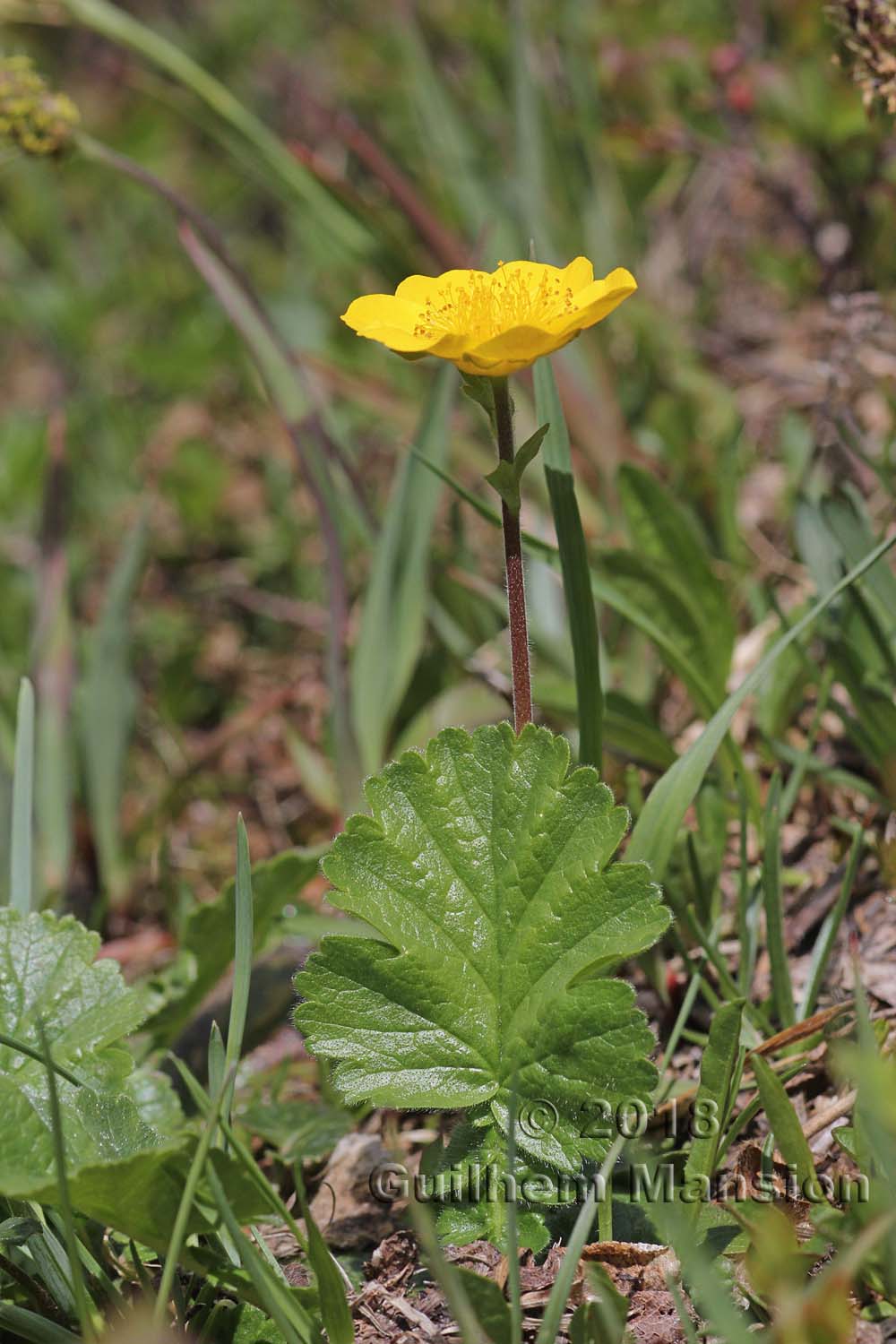 Geum montanum