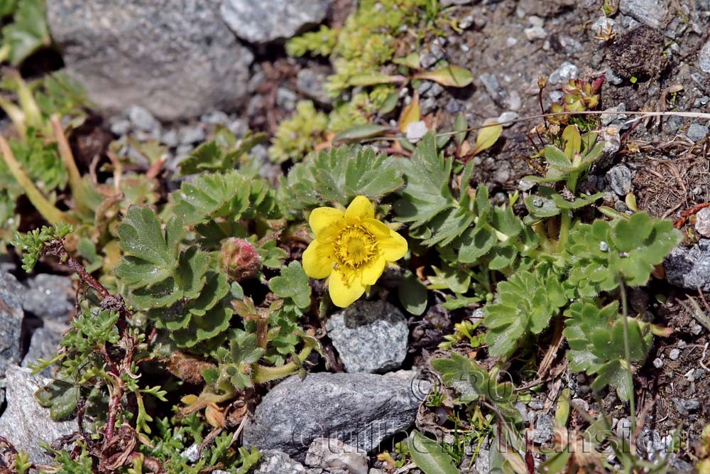 Geum reptans