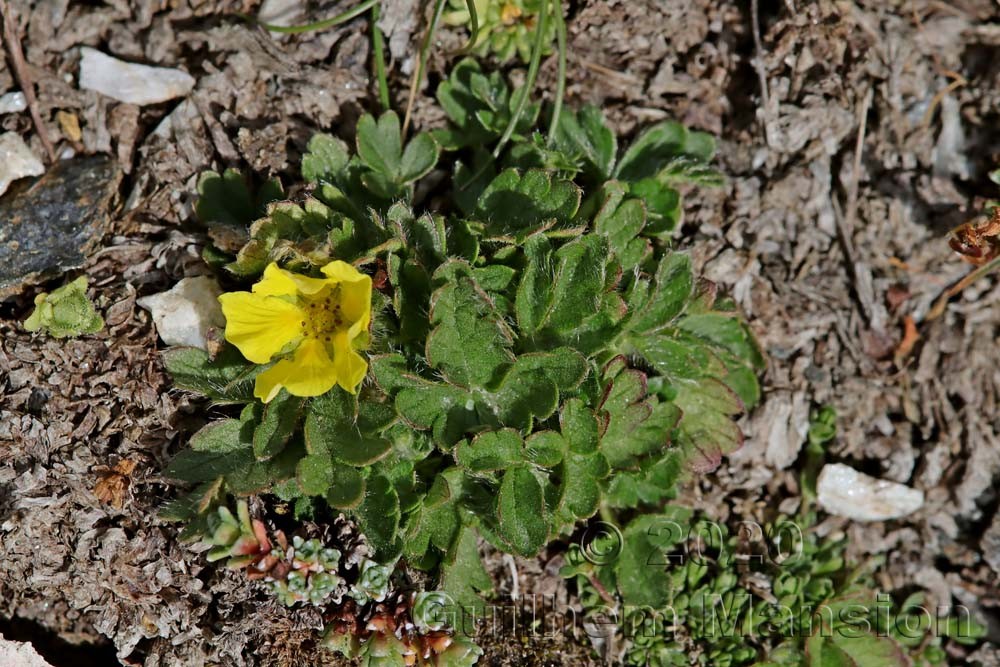 Geum reptans