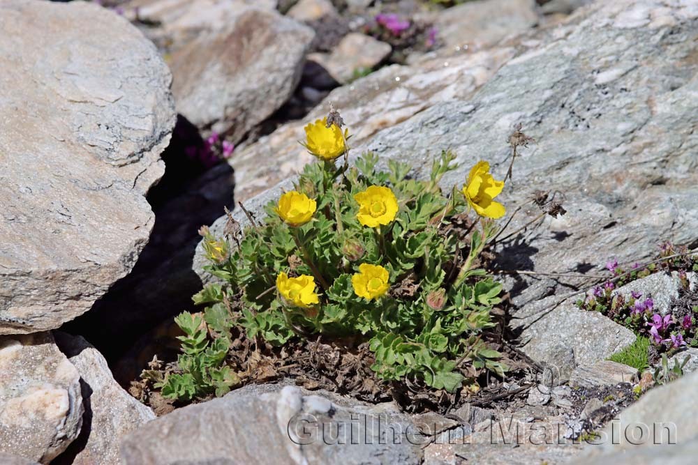 Geum reptans