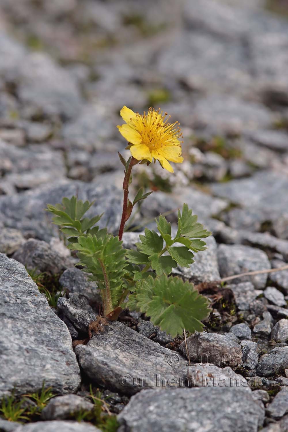 Geum reptans