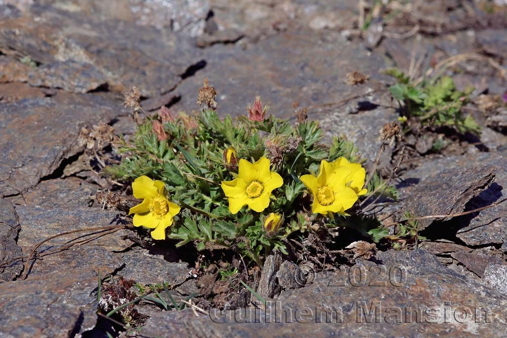 Geum reptans