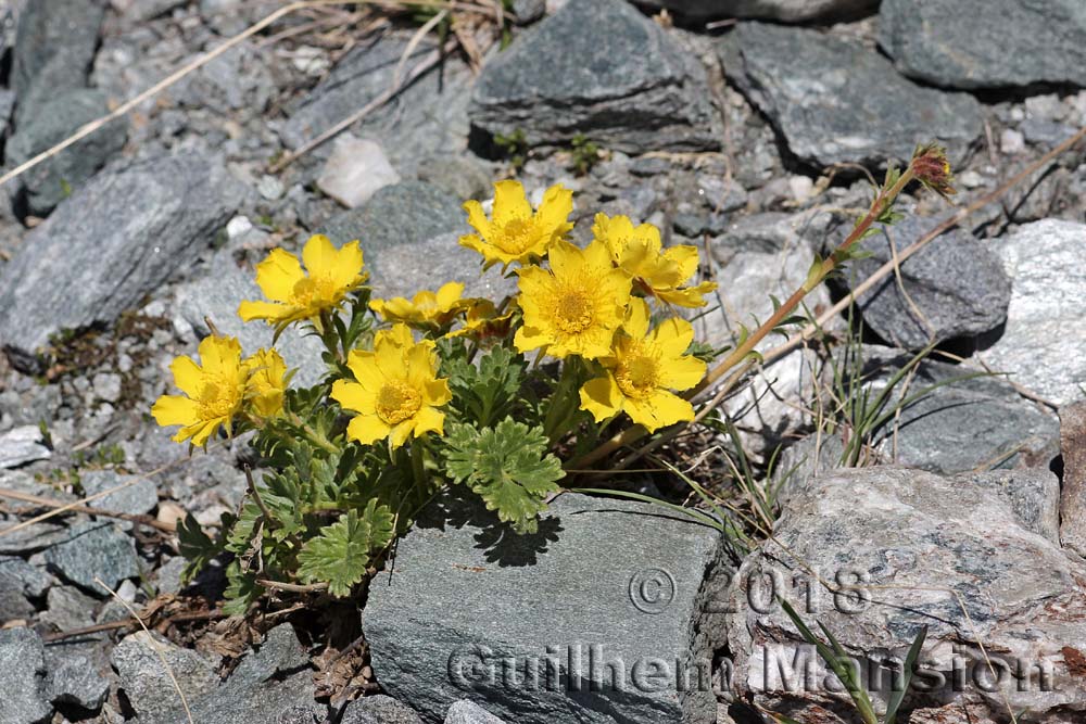 Geum reptans