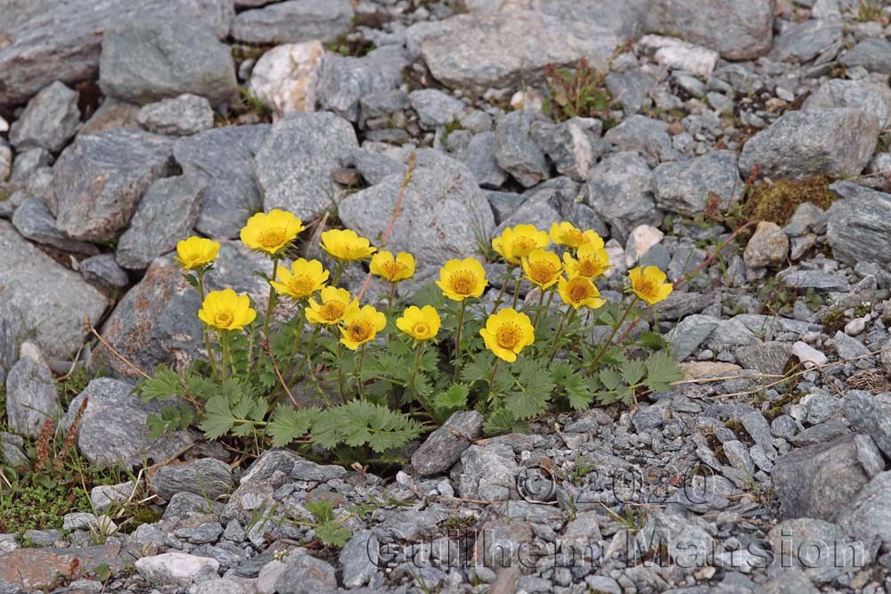 Geum reptans