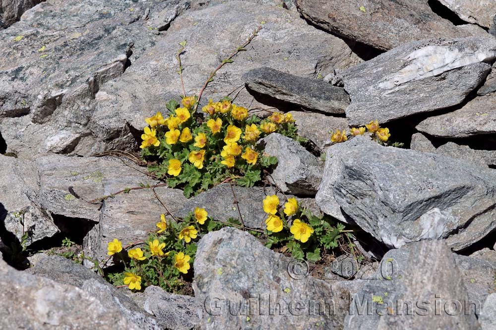 Geum reptans