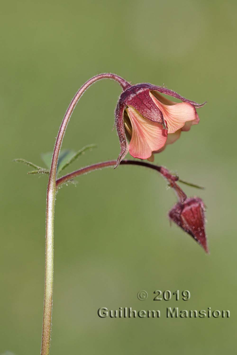 Geum rivale