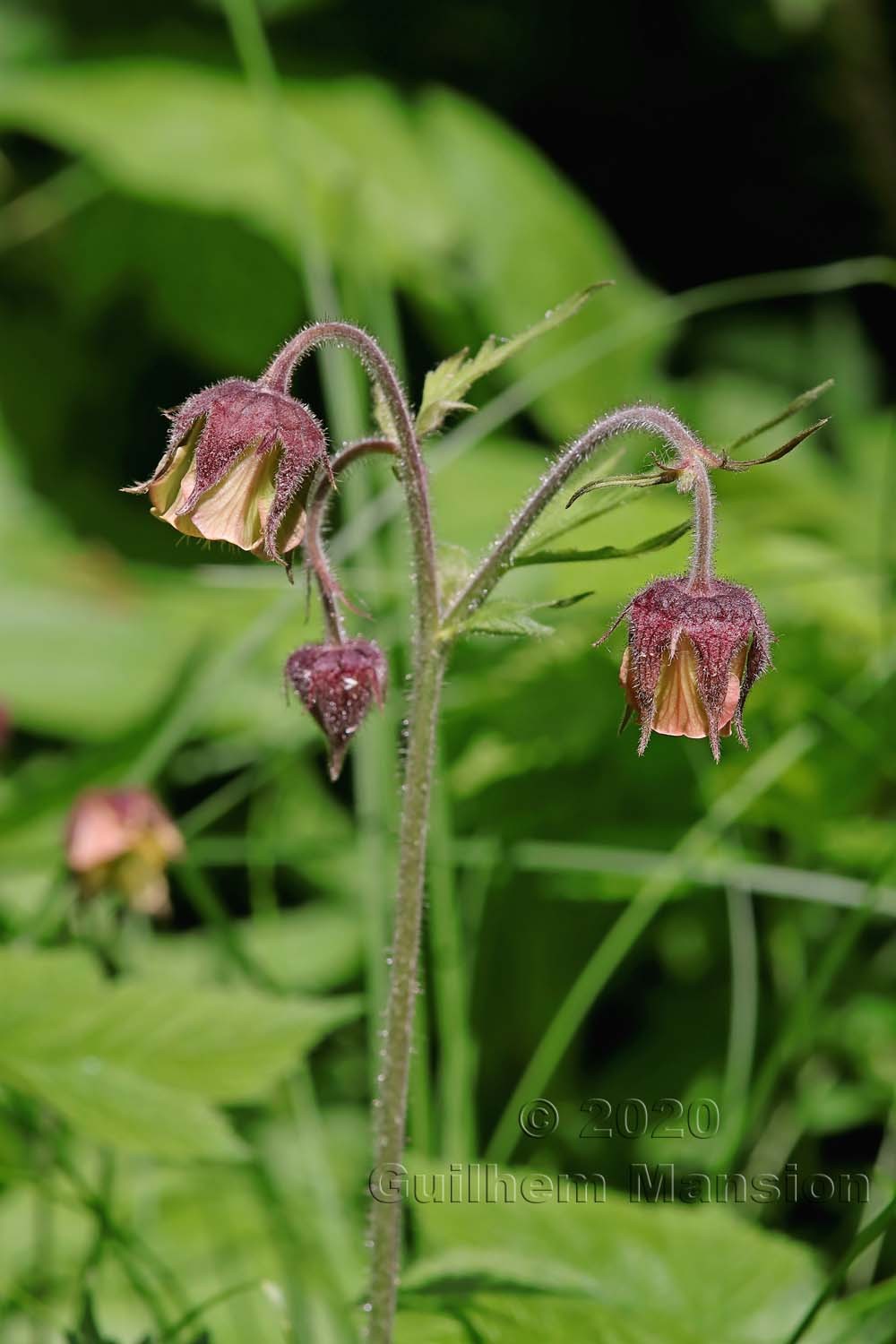 Geum rivale