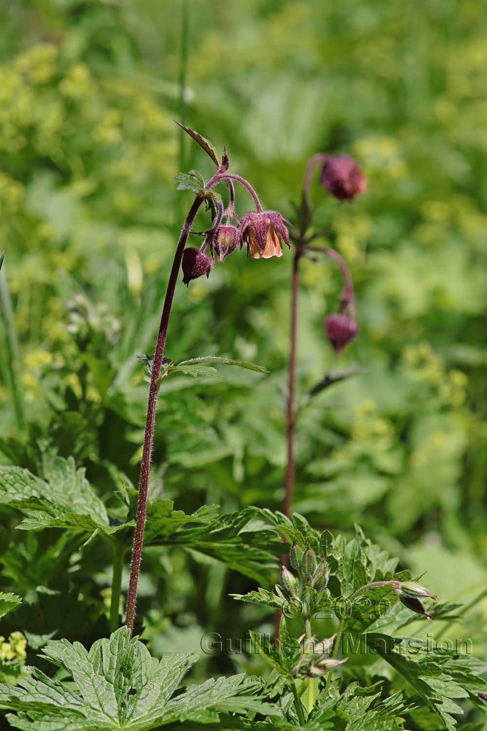 Geum rivale