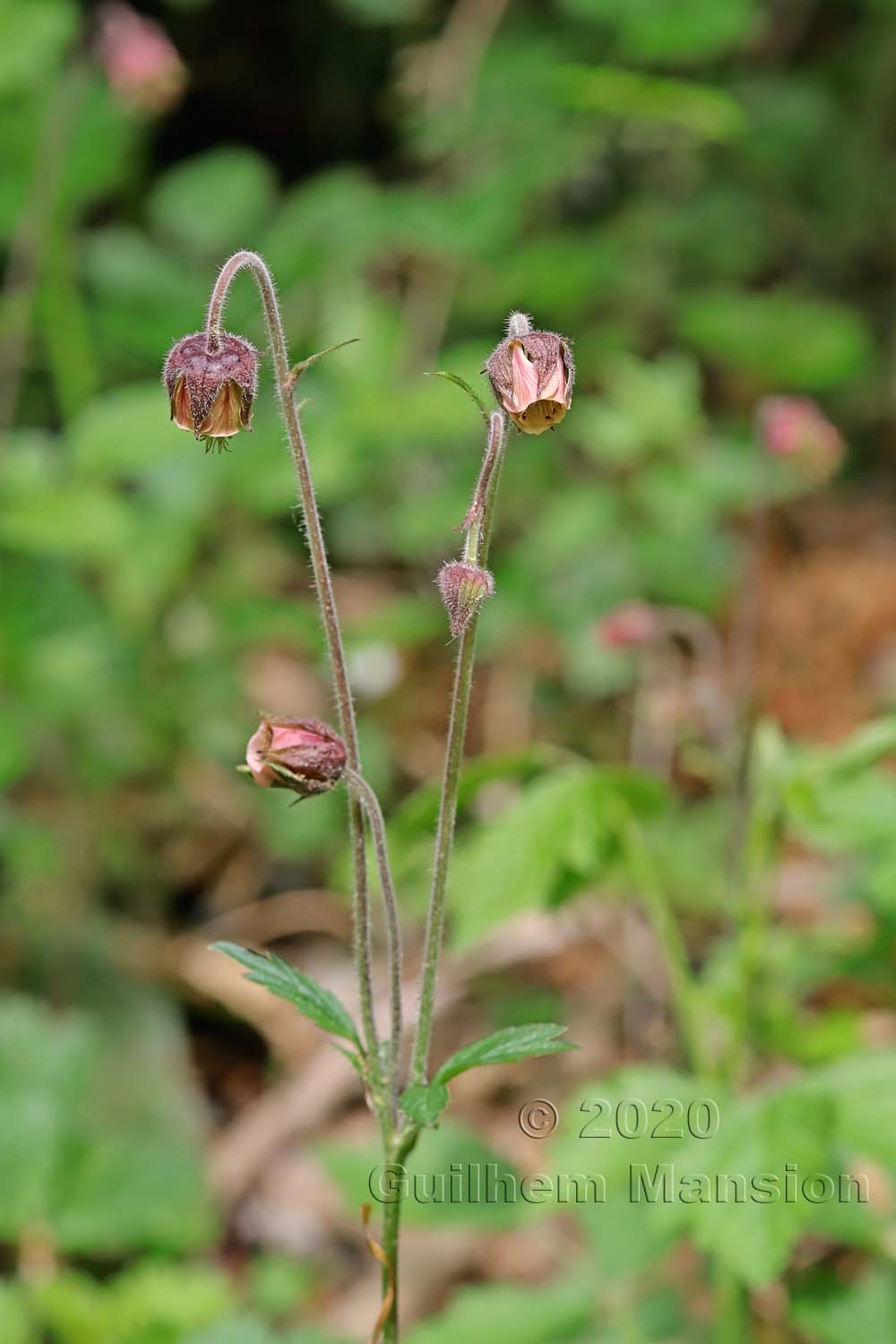 Geum rivale