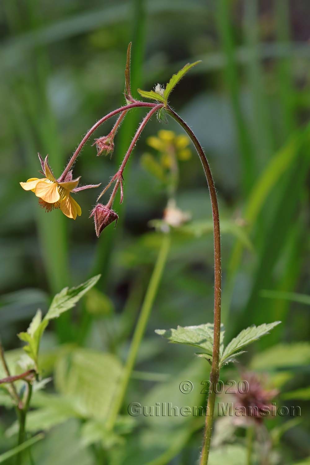 Geum rivale x urbanum