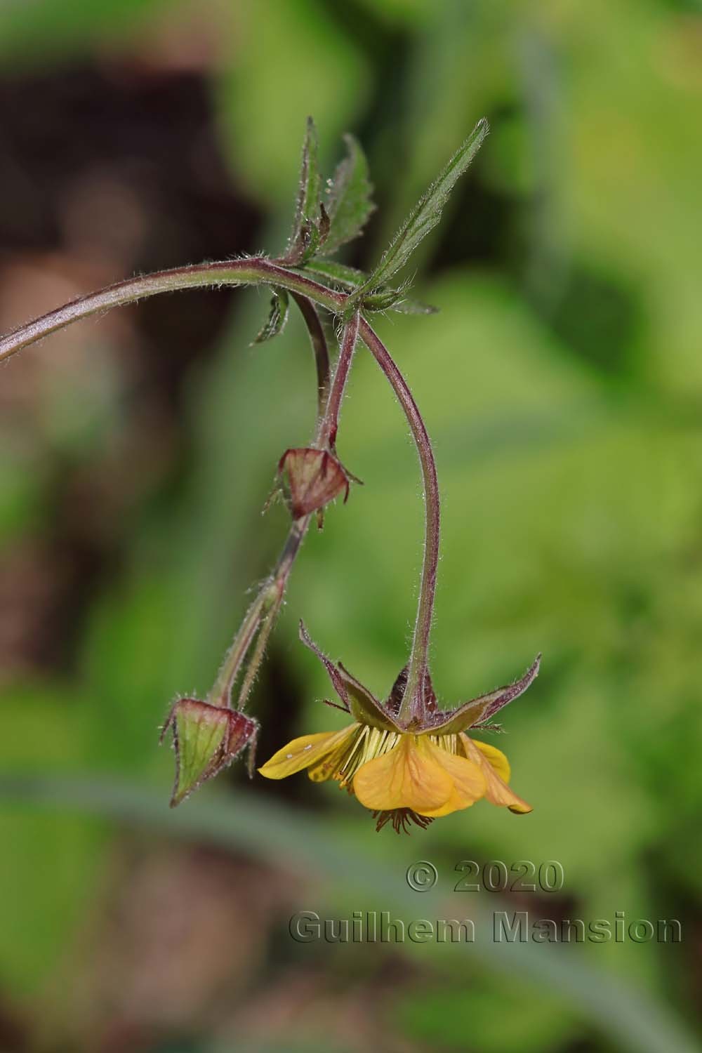 Geum rivale x urbanum