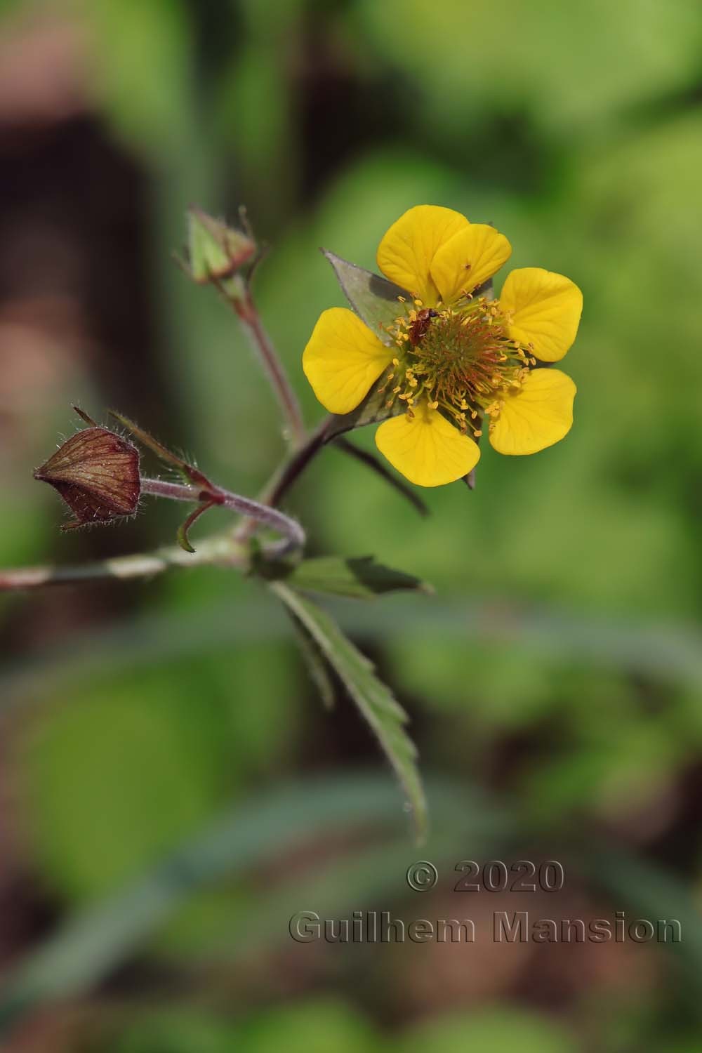 Geum rivale x urbanum