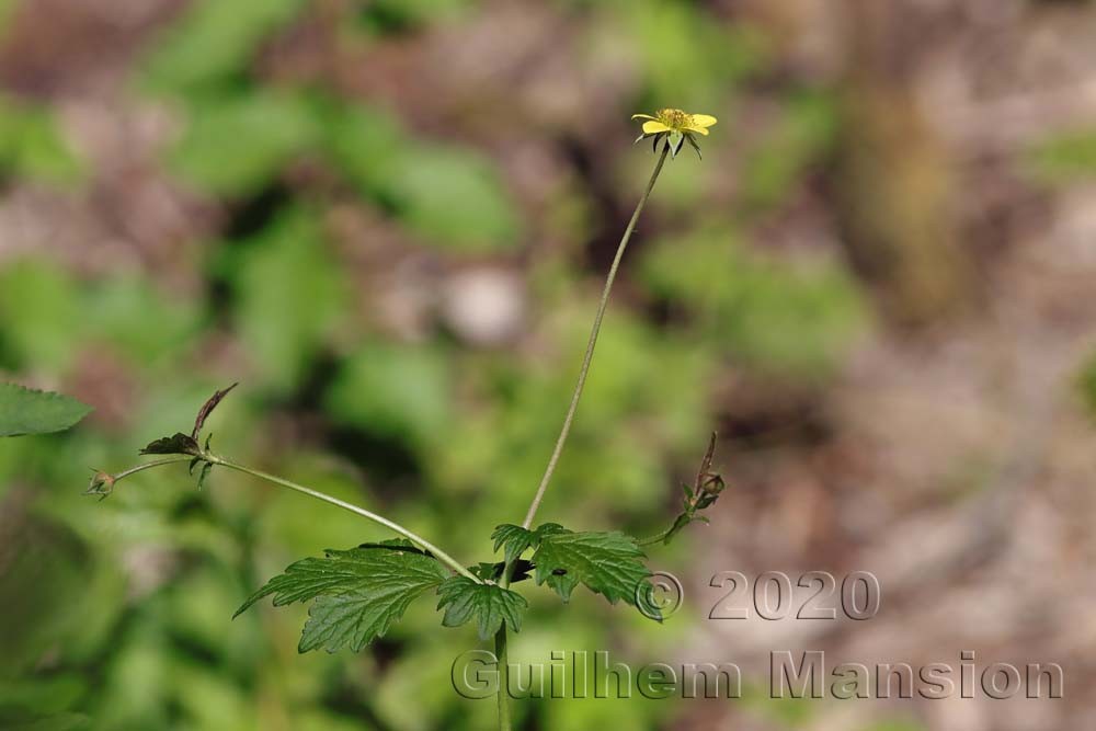 Geum urbanum