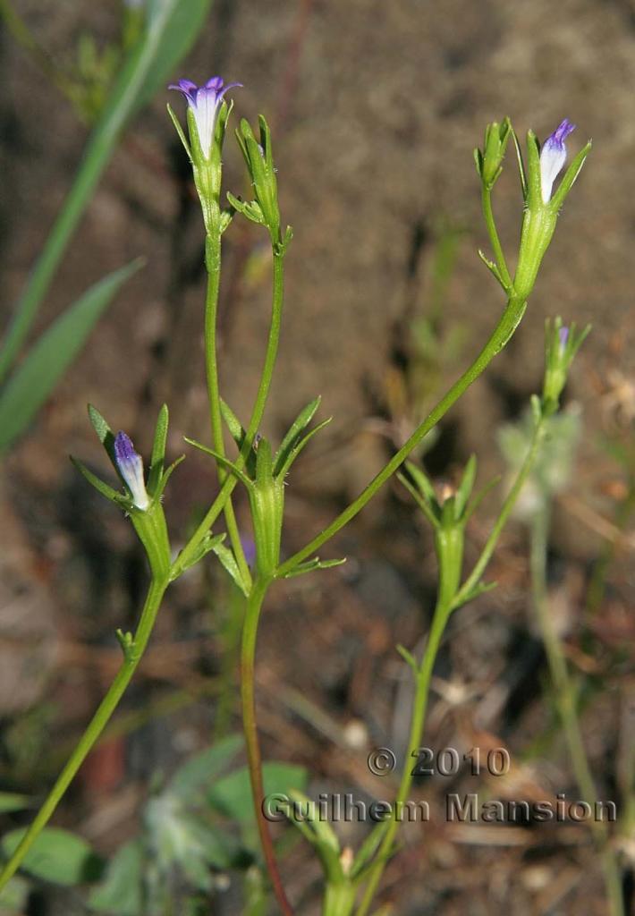 Githopsis diffusa subsp. robusta