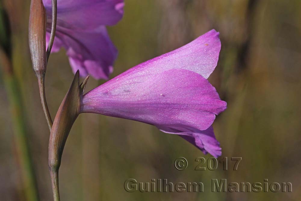 Gladiolus brevifolius