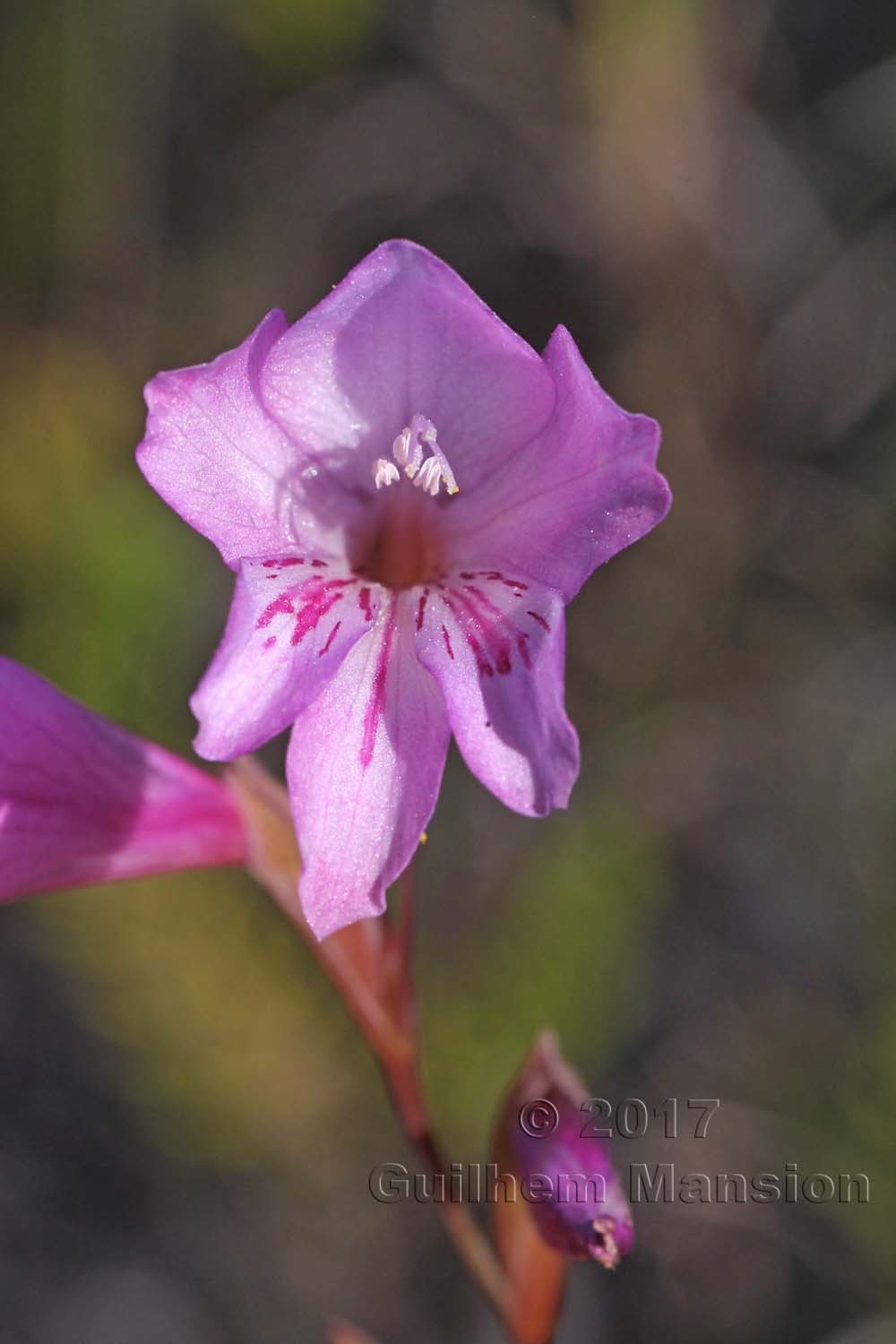 Gladiolus brevifolius