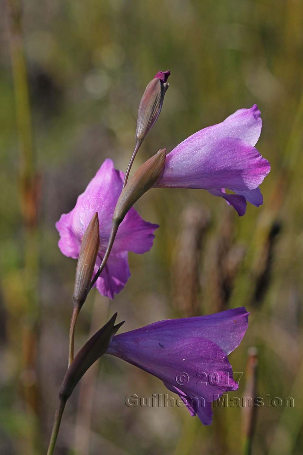 Gladiolus brevifolius