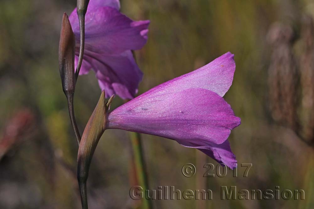 Gladiolus brevifolius