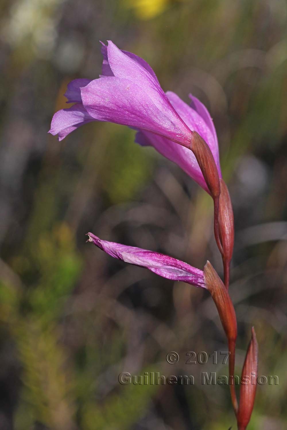 Gladiolus brevifolius