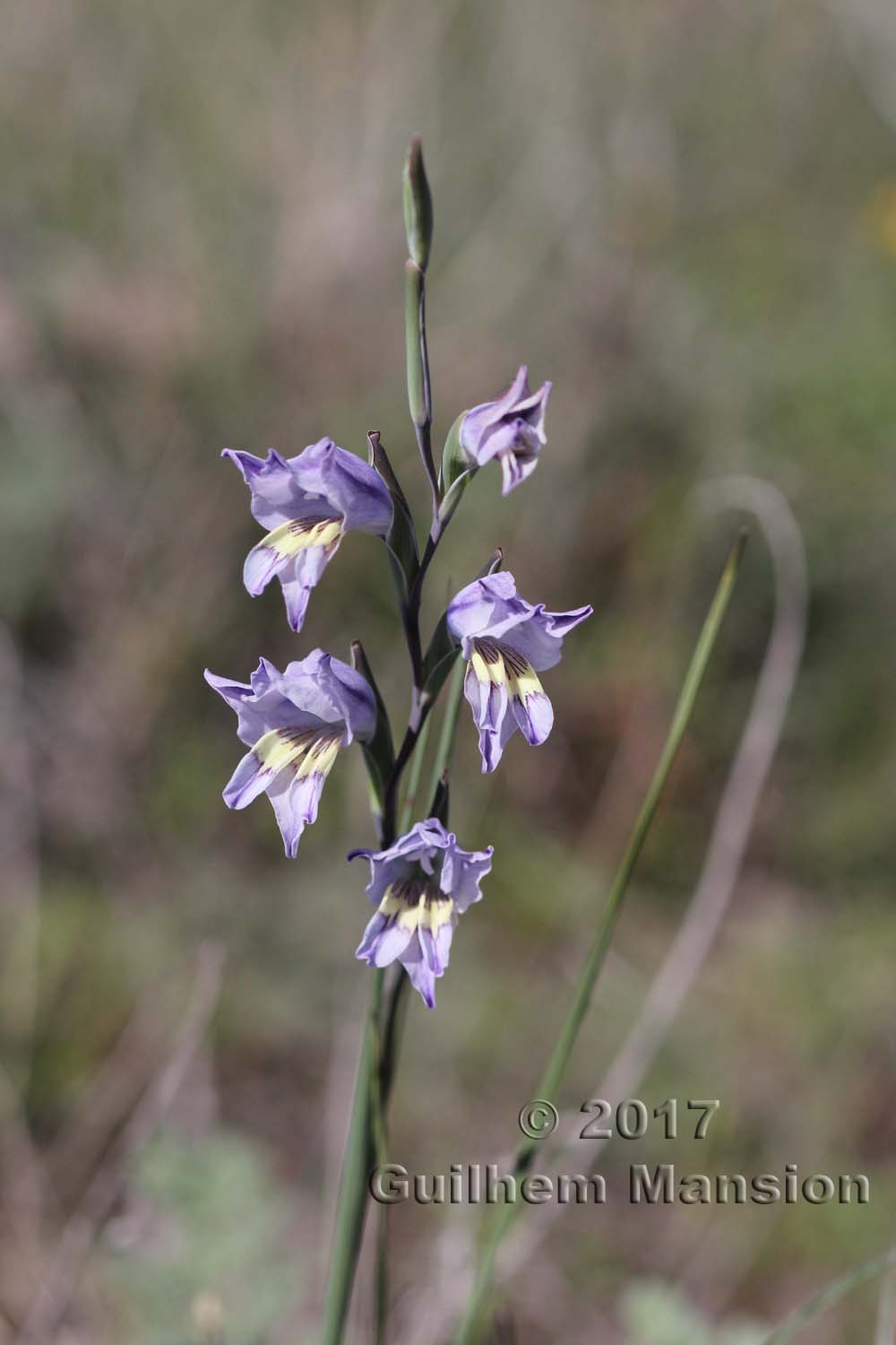 Gladiolus carinatus