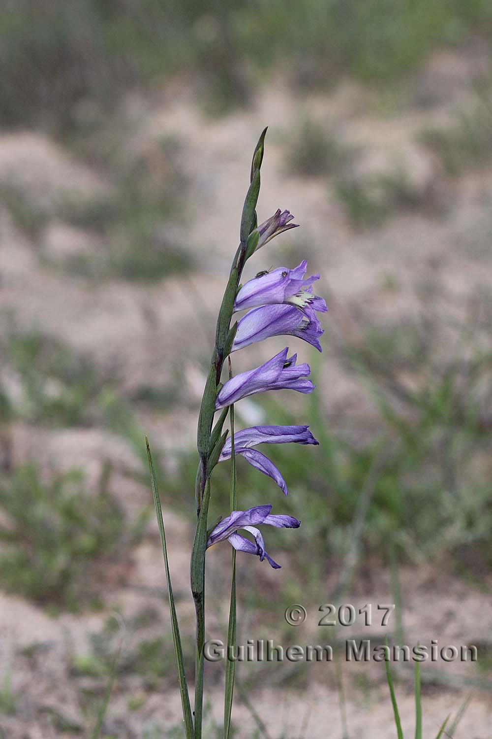 Gladiolus carinatus