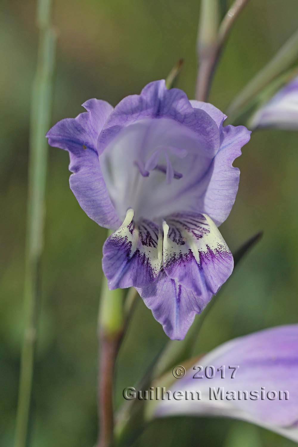 Gladiolus carinatus