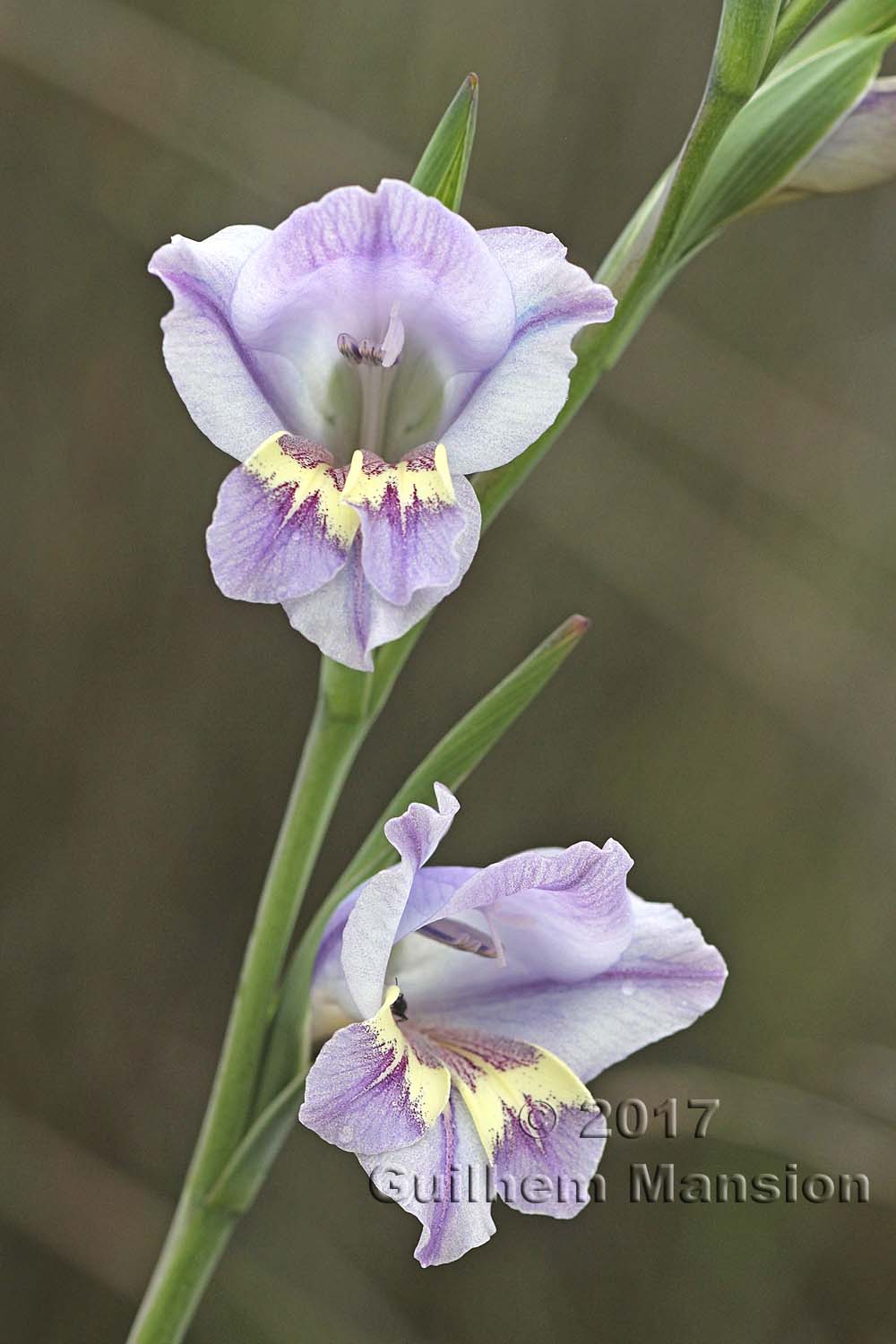 Gladiolus carinatus