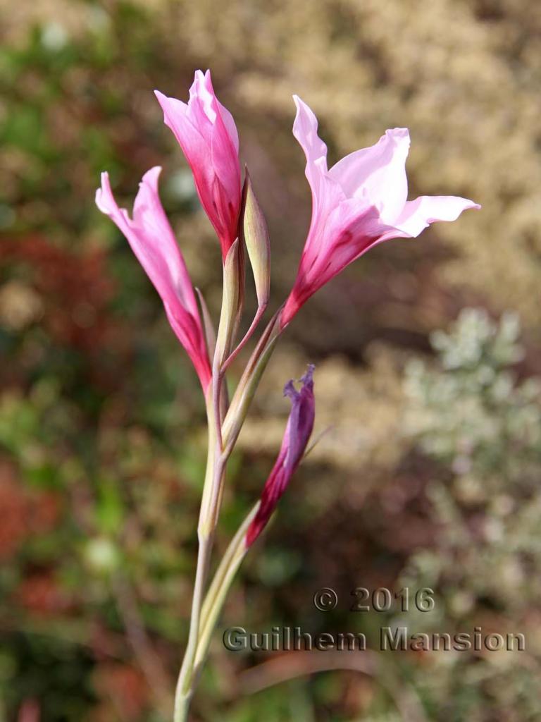 Gladiolus caryophylleus