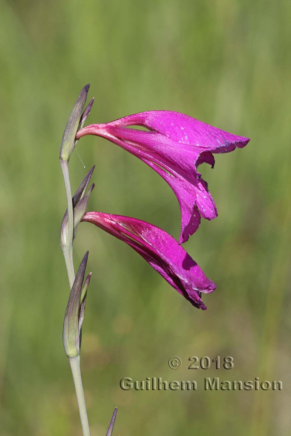 Gladiolus communis