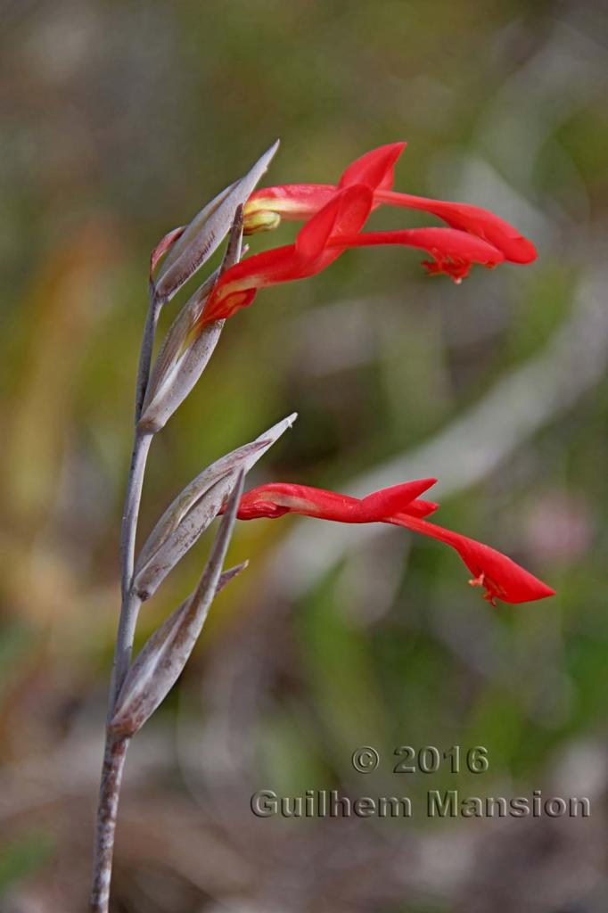 Gladiolus cunionus