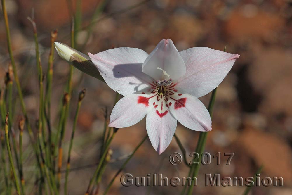 Gladiolus debilis