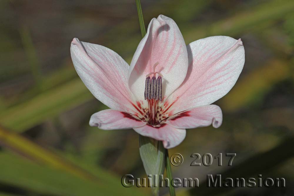 Gladiolus debilis