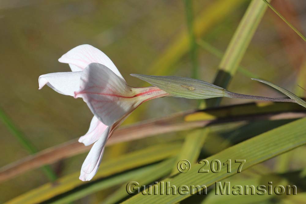 Gladiolus debilis