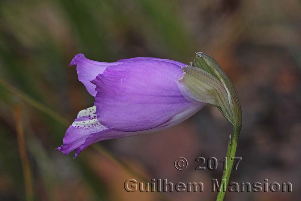 Gladiolus gracilis