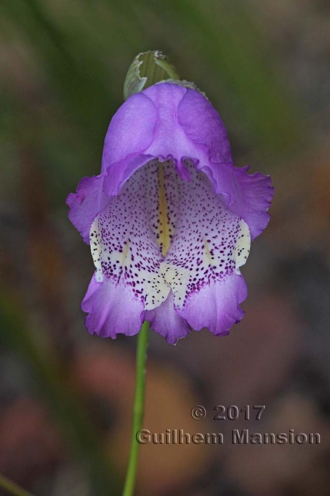 Gladiolus gracilis