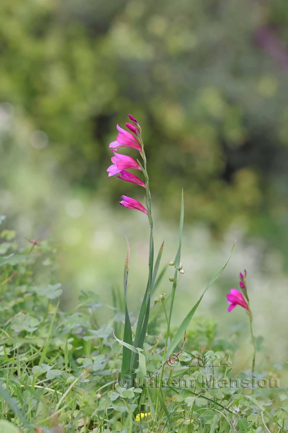 Gladiolus illyricus
