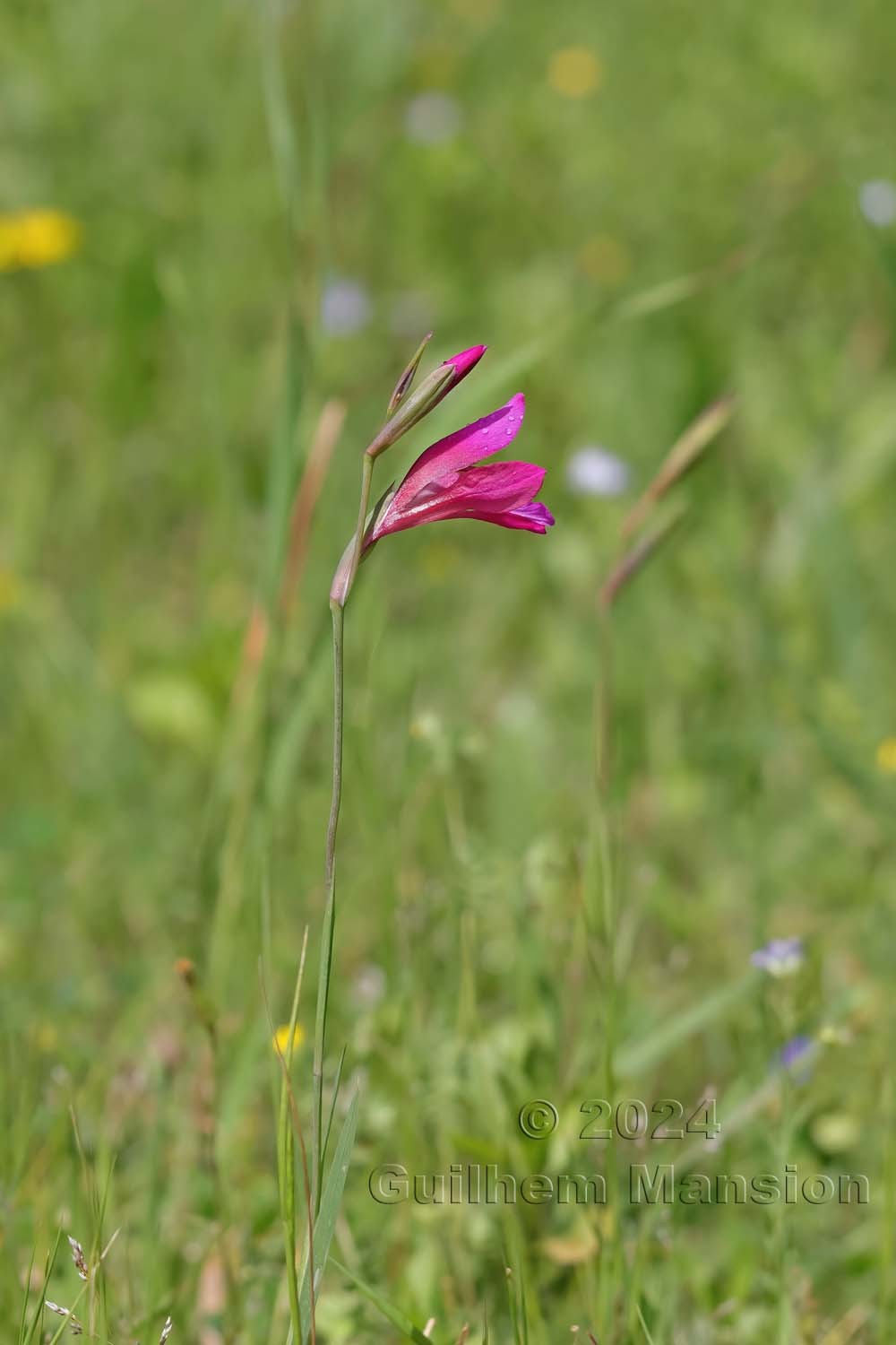 Gladiolus illyricus