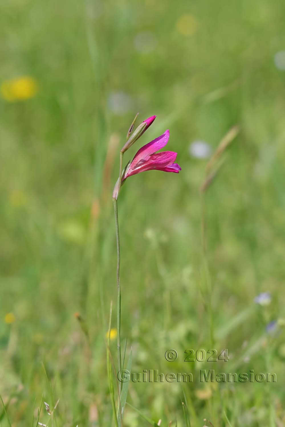 Gladiolus illyricus
