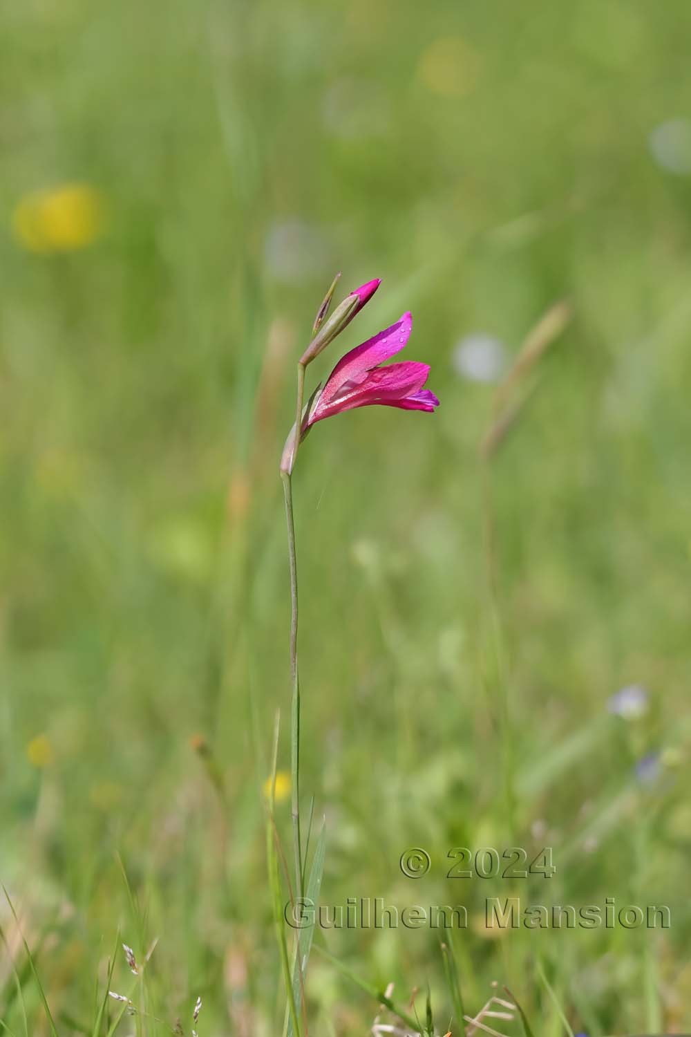 Gladiolus illyricus