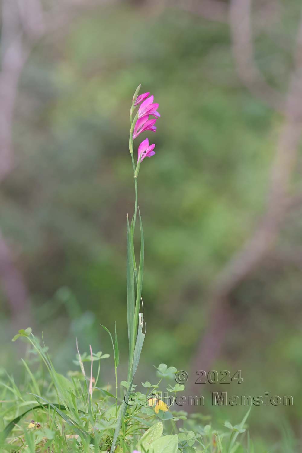Gladiolus illyricus