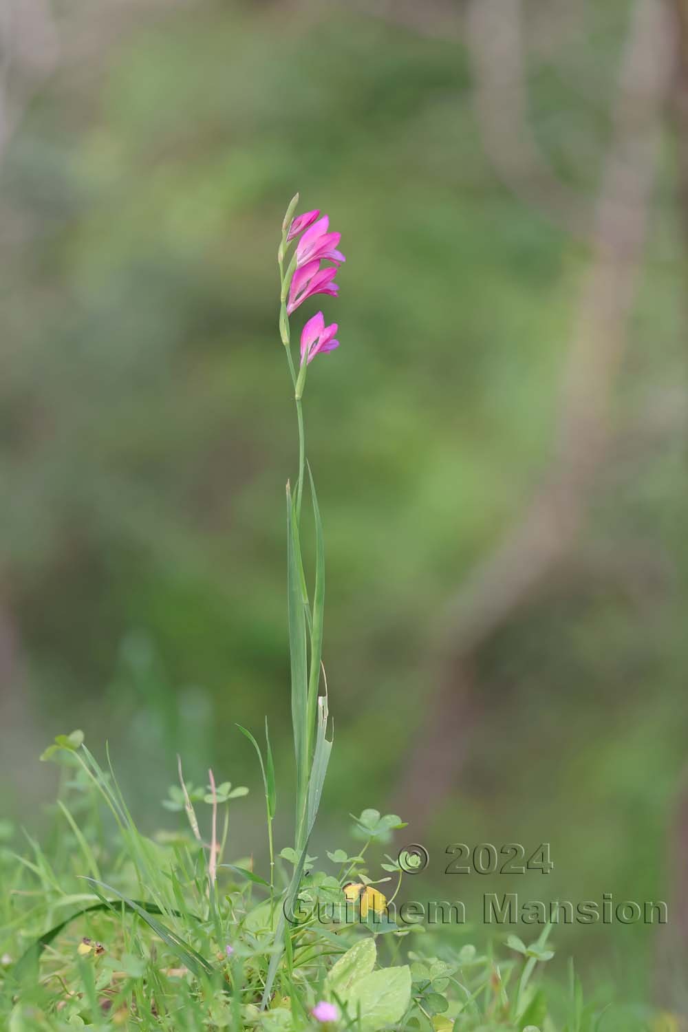 Gladiolus illyricus