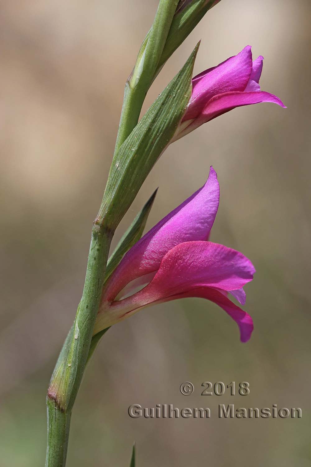 Gladiolus italicus