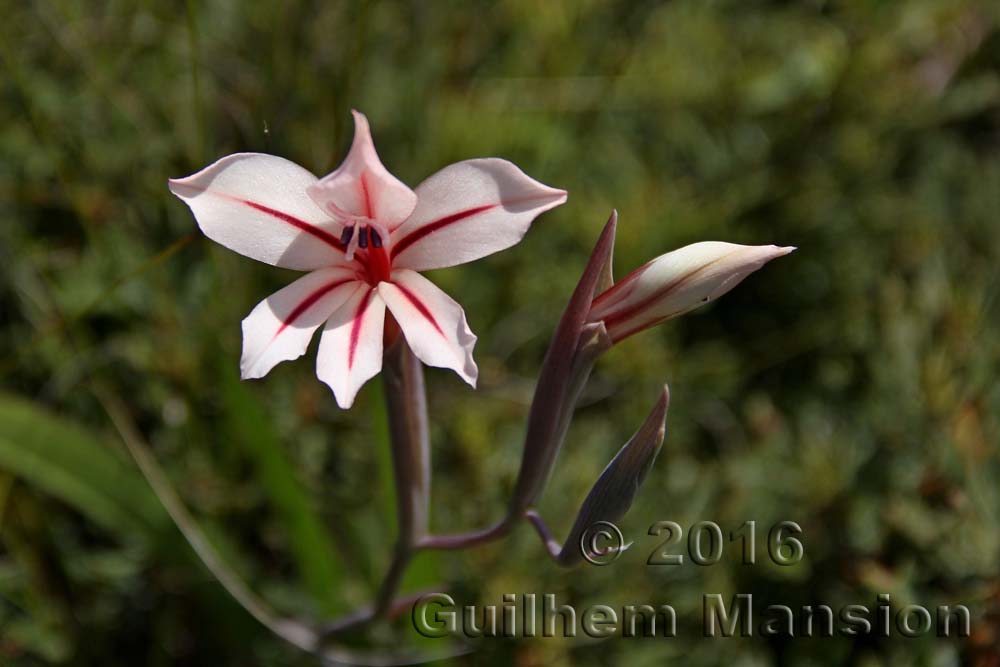 Gladiolus miniatus