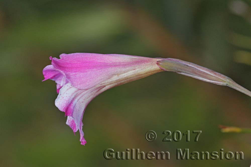 Gladiolus sp.