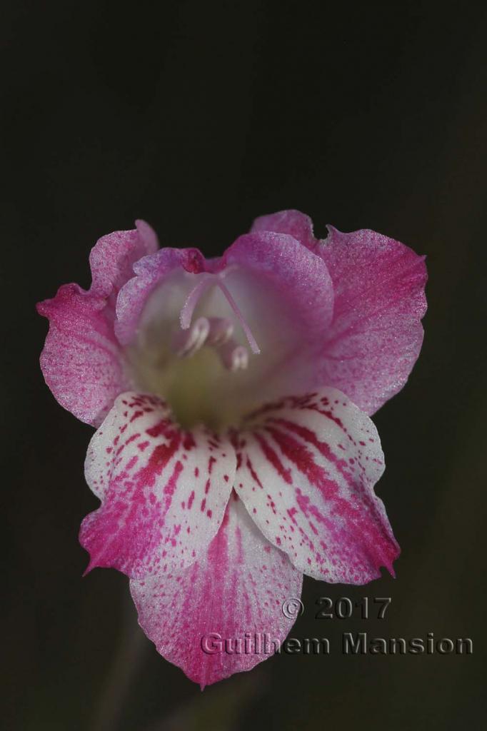 Gladiolus sp.