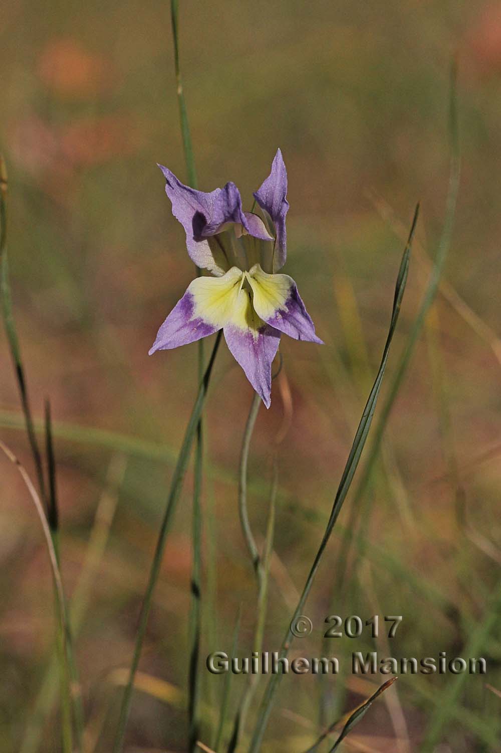 Gladiolus venustus